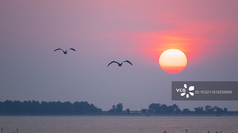 落日两只鸟图片素材