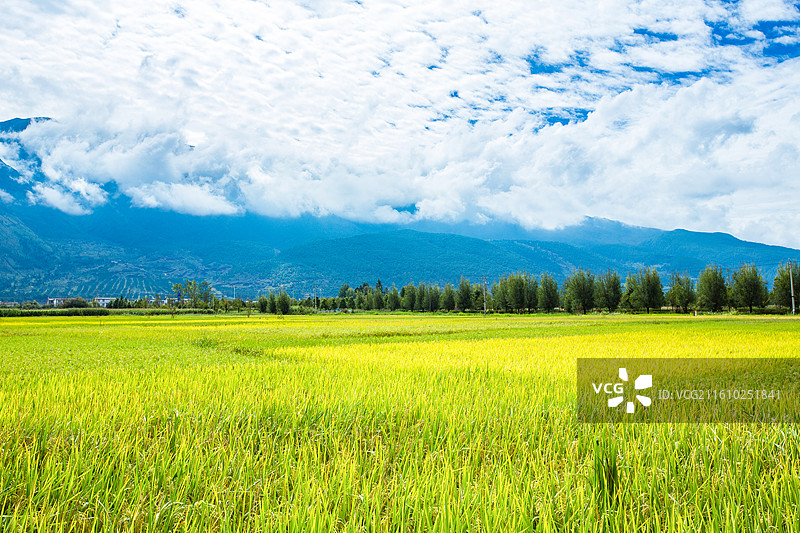 中国云南省大理白族自治州鹤庆县东草海国家湿地公园附近田园风光图片素材