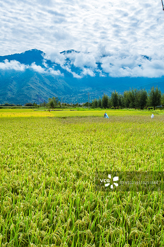 中国云南省大理白族自治州鹤庆县东草海国家湿地公园附近田园风光图片素材