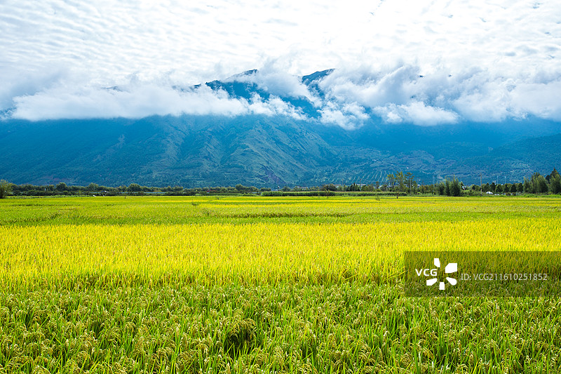 中国云南省大理白族自治州鹤庆县东草海国家湿地公园附近田园风光图片素材