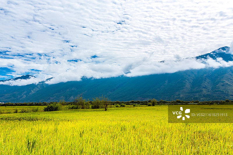 中国云南省大理白族自治州鹤庆县东草海国家湿地公园附近田园风光图片素材