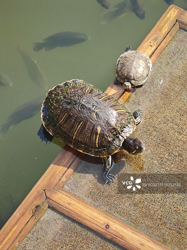泉州承天禅寺放生池内思考龟生的巴西龟图片素材