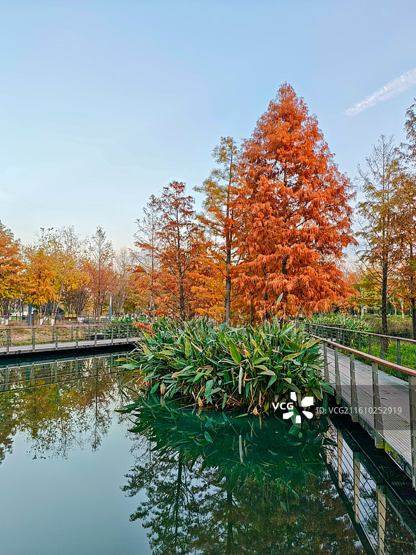 上海蟠龙新天地曲水湿地水上森林秋月风光，水杉落羽杉叶红了（原上海青浦蟠龙天地，蟠龙古镇）图片素材