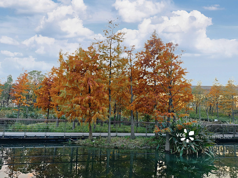 上海蟠龙新天地曲水湿地水上森林秋月风光，水杉落羽杉叶红了（原上海青浦蟠龙天地，蟠龙古镇）图片素材