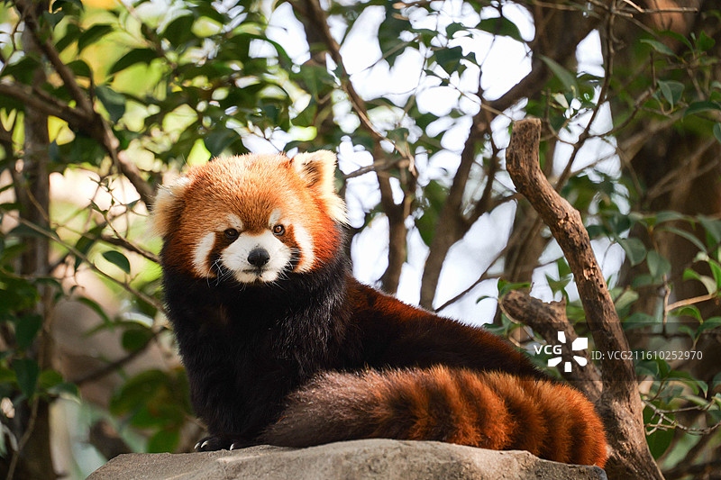 胖胖的大脸小熊猫抓拍图片素材