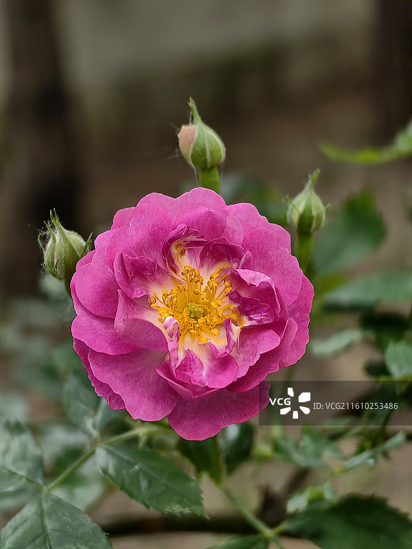 月季篇-76图片素材