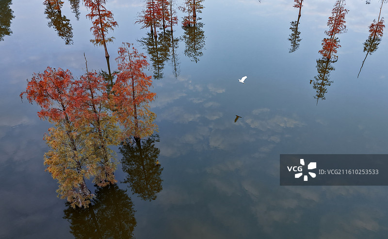 独自飞翔图片素材