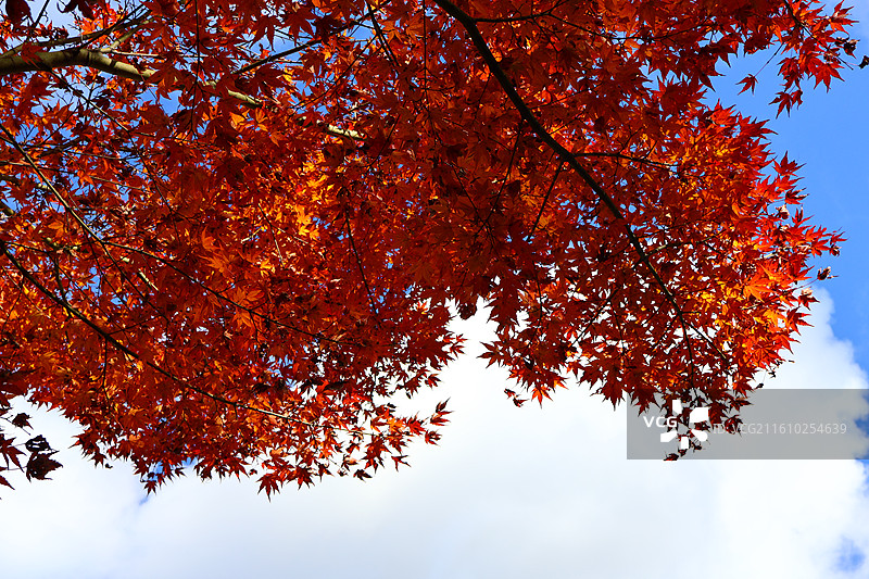日本红叶季京都岚山区域的秋景图片素材