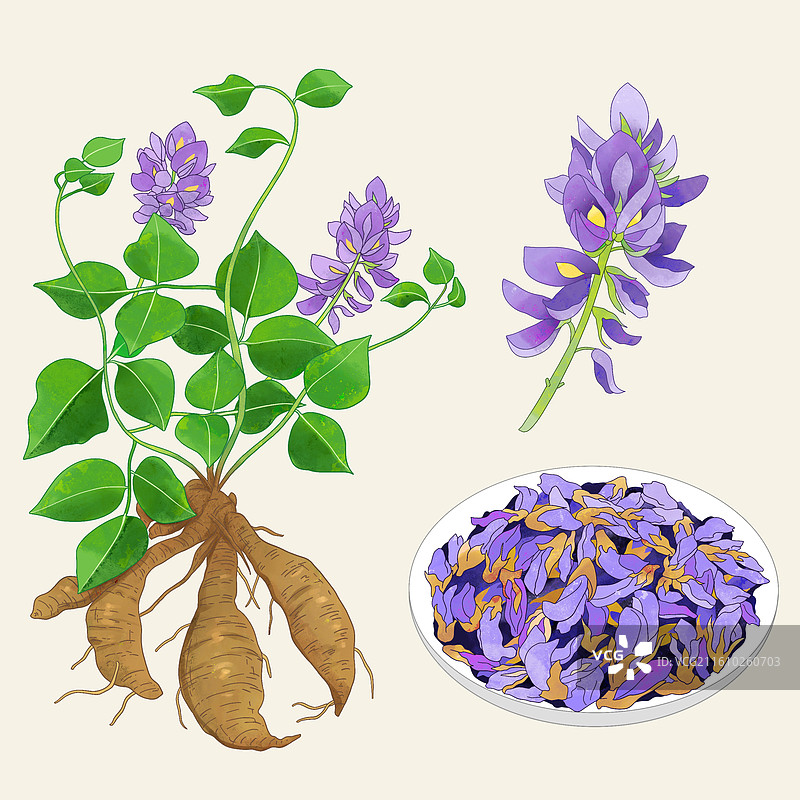 手绘水彩中药药材葛花图片素材