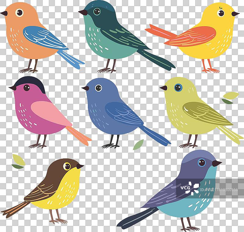 各种色彩的鸟类集合，它们站立着，羽毛呈现出不同的色调。图片素材