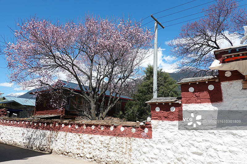 西藏林芝市波密县倾多镇倾多寺桃花盛开：波密桃花沟图片素材