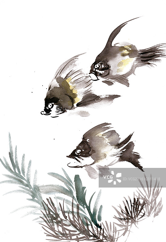 游泳的热带鱼图片素材