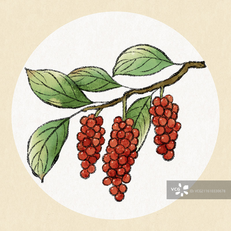 辽宁美食插画-五味子图片素材