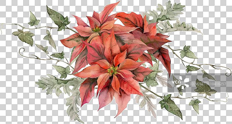 红色的圣诞花，搭配常春藤和银叶草图片素材