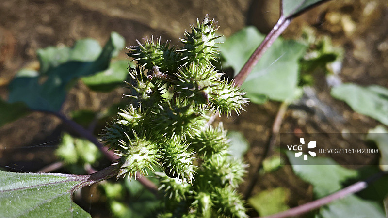 北京市平谷区金海湖泃河边的一颗苍耳草本植物中药材特写图片素材