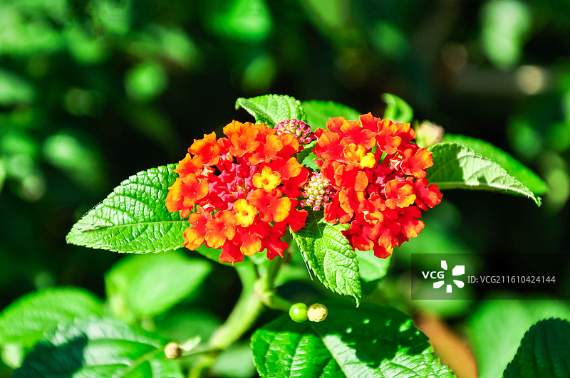 小区里盛开的五色梅花图片素材