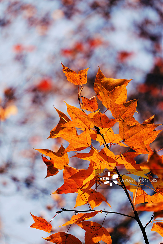 秋日苏州天平山的枫香图片素材