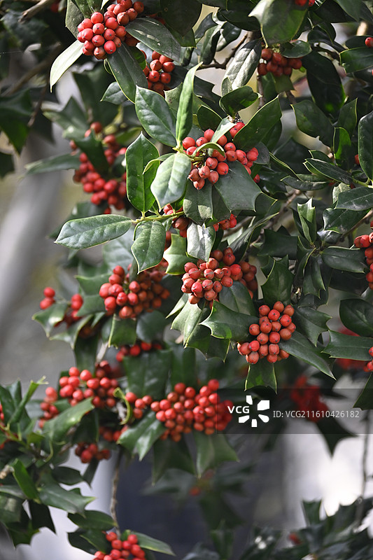 枸杞 枸骨图片素材