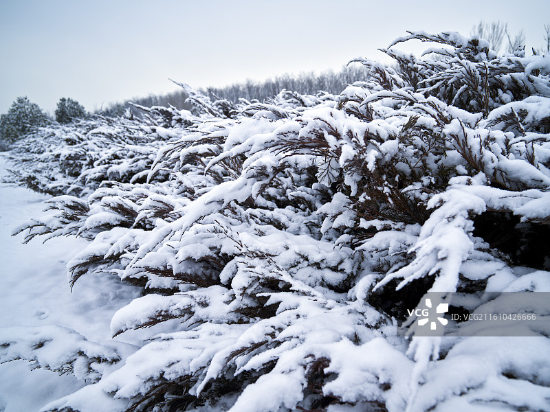 河北省石家庄市滹沱河生态旅游区雪景摄影图片图片素材