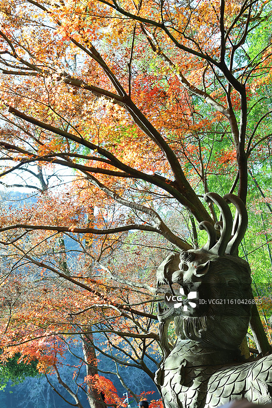 杭州云栖竹径图片素材