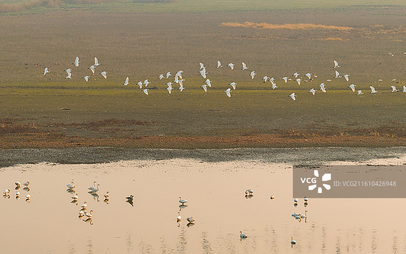 沉湖湿地图片素材