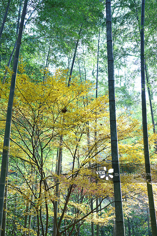 杭州云栖竹径图片素材