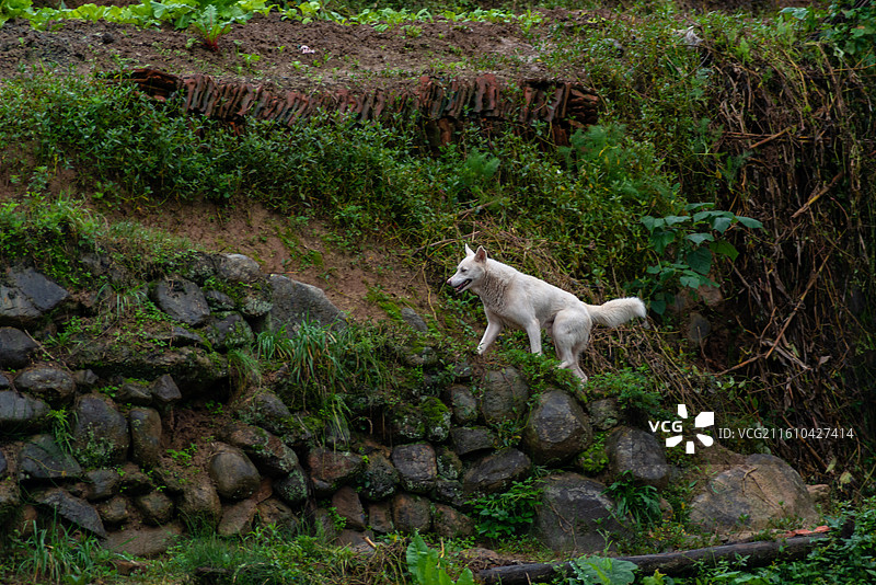 田间的犬图片素材