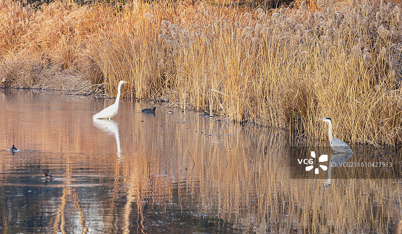 白鹭湾晨韵图片素材
