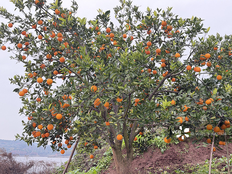 冬季长寿湖畔果园里成熟的脐橙血橙挂满枝头图片素材