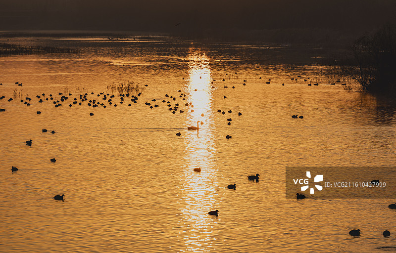 白鹭湾晨韵图片素材