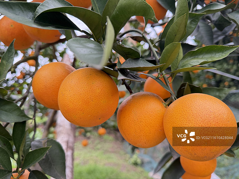 冬季长寿湖畔果园里成熟的脐橙血橙挂满枝头图片素材