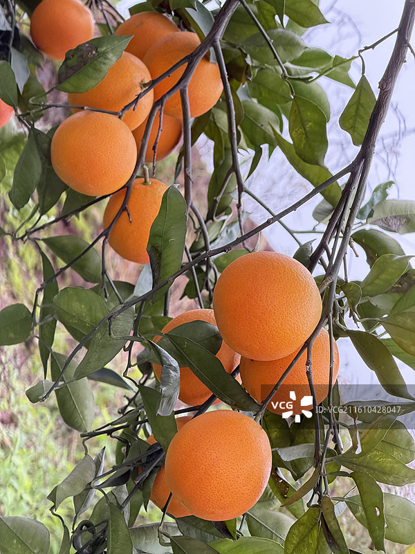 冬季长寿湖畔果园里成熟的脐橙血橙挂满枝头图片素材