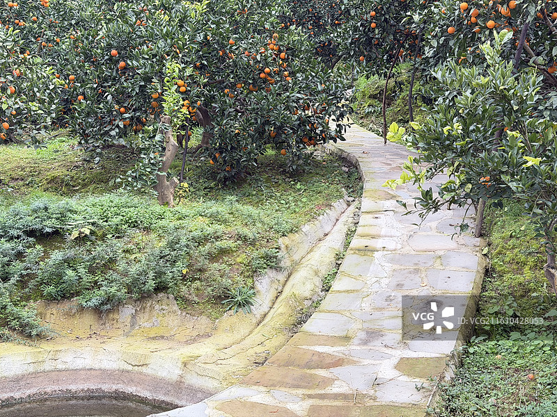 冬季长寿湖畔果园里成熟的脐橙血橙挂满枝头图片素材