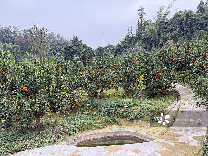 冬季长寿湖畔果园里成熟的脐橙血橙挂满枝头图片素材