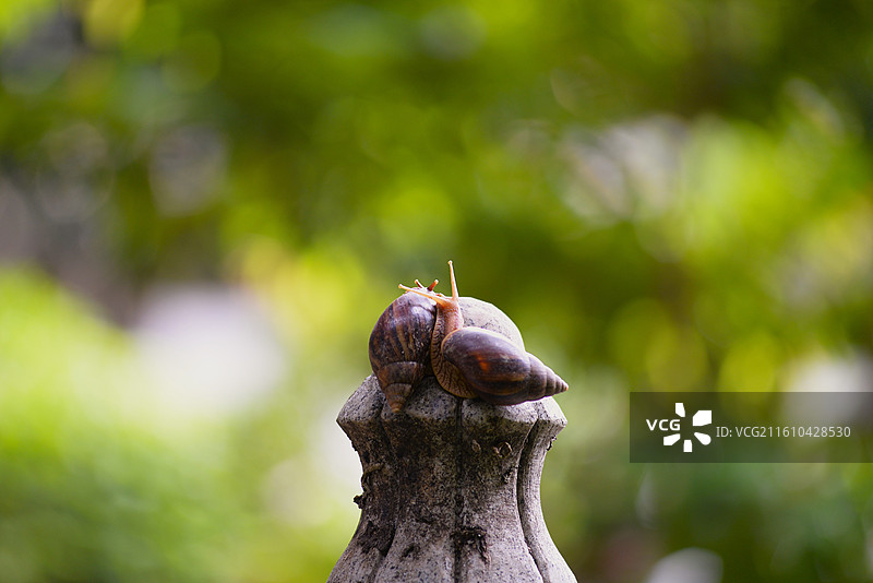 广东广州光孝寺的蜗牛图片素材