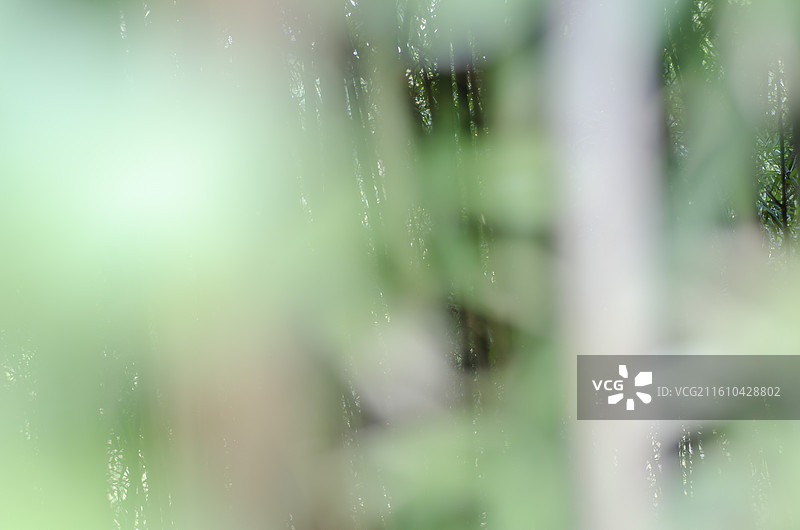 透过竹叶看到竹林深处图片素材