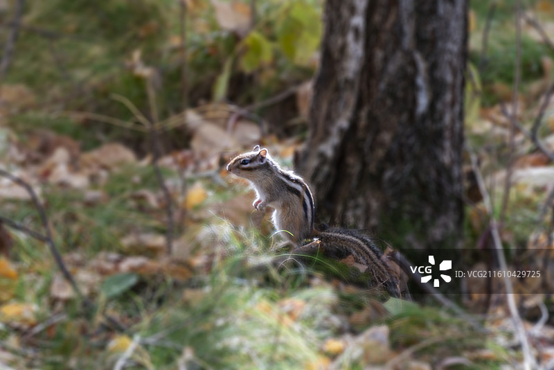 龙门石寨里的花栗鼠图片素材