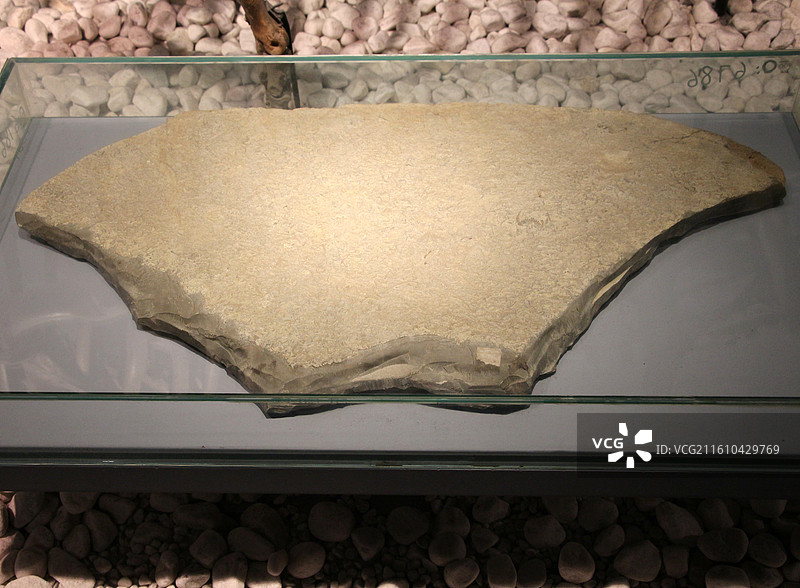 南京市博物院 —— 蝙蝠虫图片素材