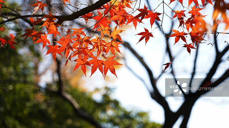 上海市，嘉定区，秋霞圃图片素材