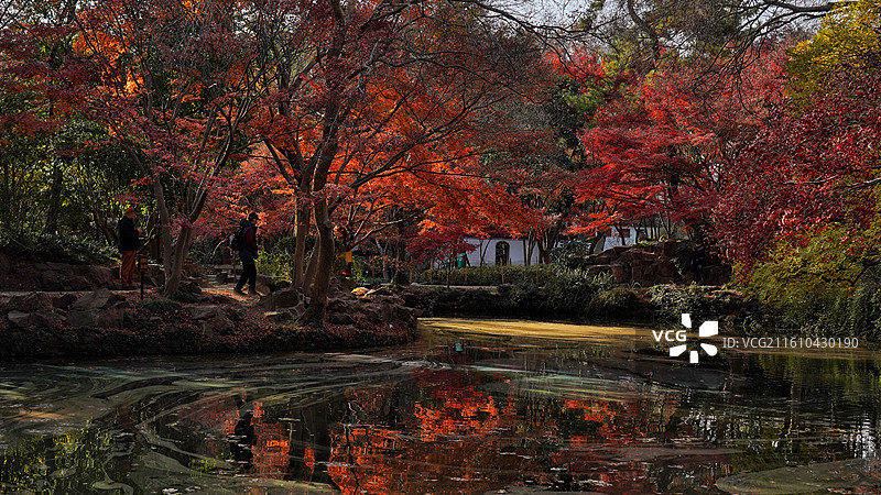 上海市，嘉定区，秋霞圃图片素材