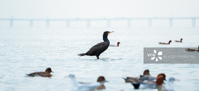 深圳湾公园站在海中礁石上休息的鸬鹚鱼鹰图片素材