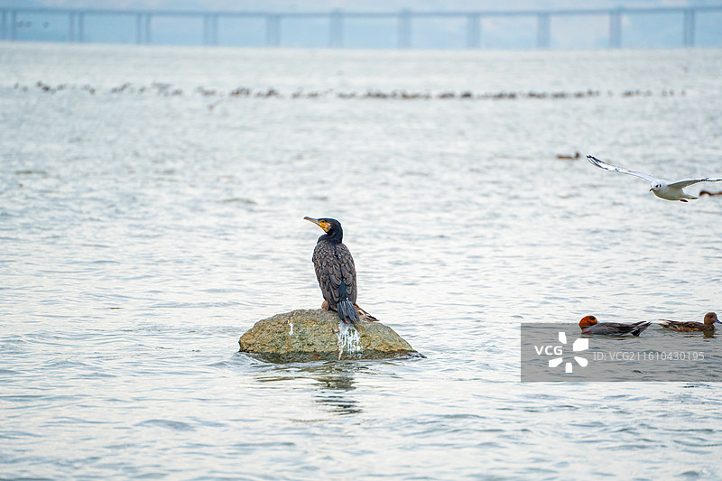 深圳湾公园站在海中礁石上休息的鸬鹚鱼鹰图片素材