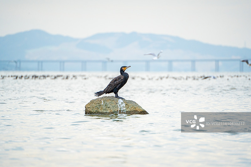 深圳湾公园站在海中礁石上休息的鸬鹚鱼鹰图片素材