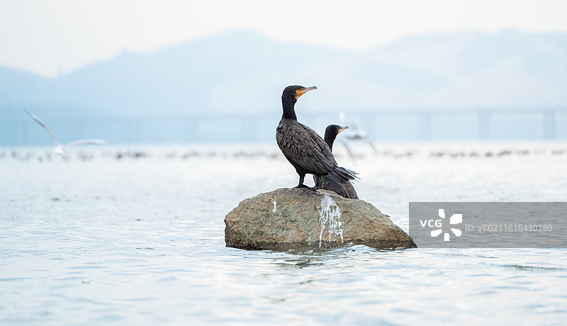 深圳湾公园站在海中礁石上休息的鸬鹚鱼鹰图片素材