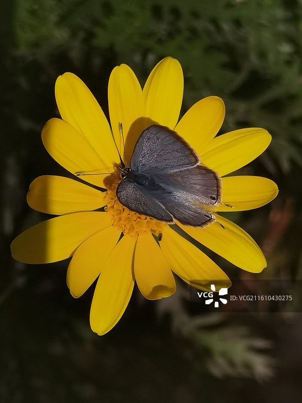 黄金菊和蝴蝶图片素材