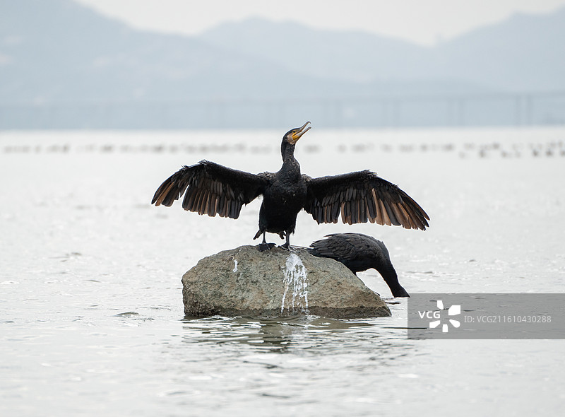 深圳湾公园站在海中礁石上休息的鸬鹚鱼鹰图片素材