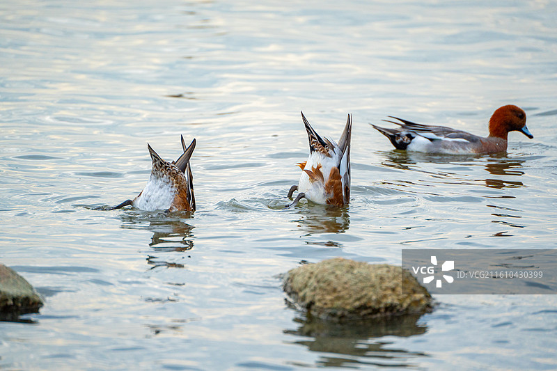 在深圳湾过冬觅食的野鸭图片素材