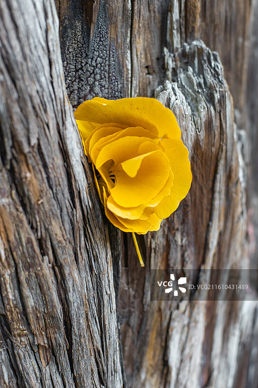 中国自然风光拍摄主题，粗糙的高大的银杏树树干和花状的叶子，户外白昼无人图像摄影图片素材