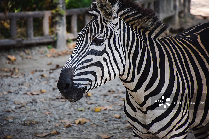 斑马特写图片素材