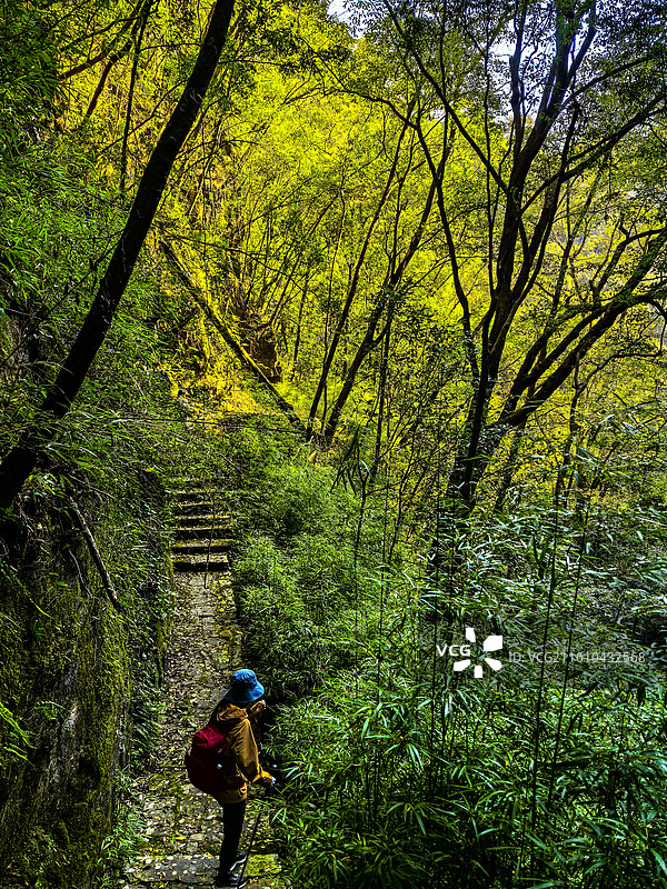 中国贵州省黔东南州施秉云台山的灌木丛，施秉云台山徒步，秋天的云天山，世界自然遗产，国家地质公园图片素材